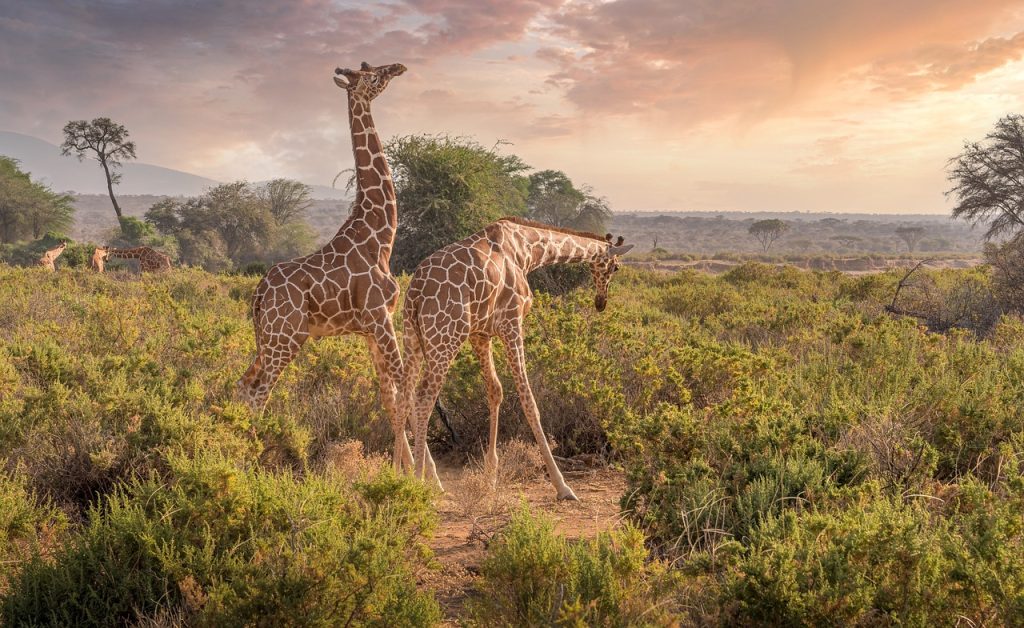 giraffes Réserves naturelle UNESCO Afrique du sud